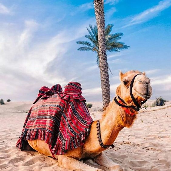 Pushime ne Sharm El Sheikh